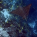 ray_eagle_dr_ci_v_0107_cos3947.jpg